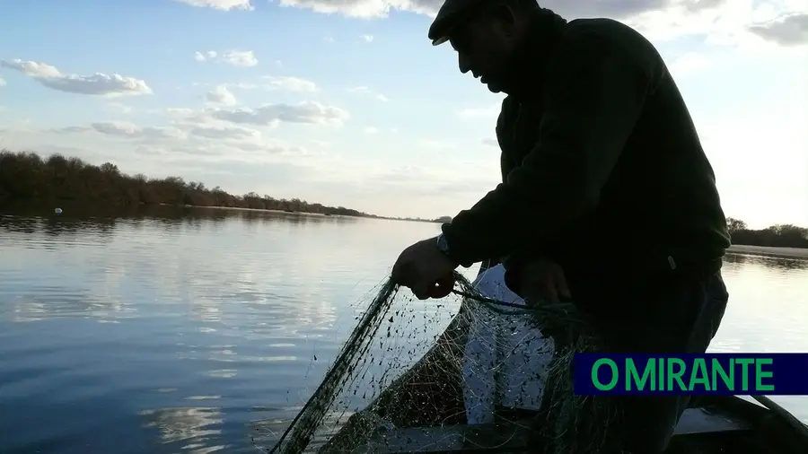 Pescadores e apreciadores desesperam com falta de lampreia no Tejo Pescadores e apreciadores desesperam com falta de lampreia no Tejo