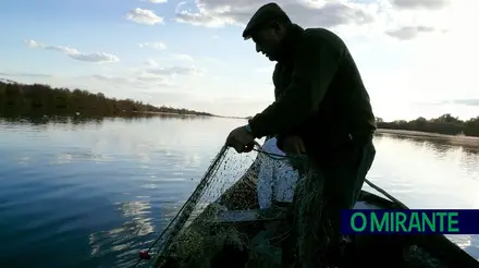 Tejo volta a dar lampreia mas pescadores pedem prudência na recuperação