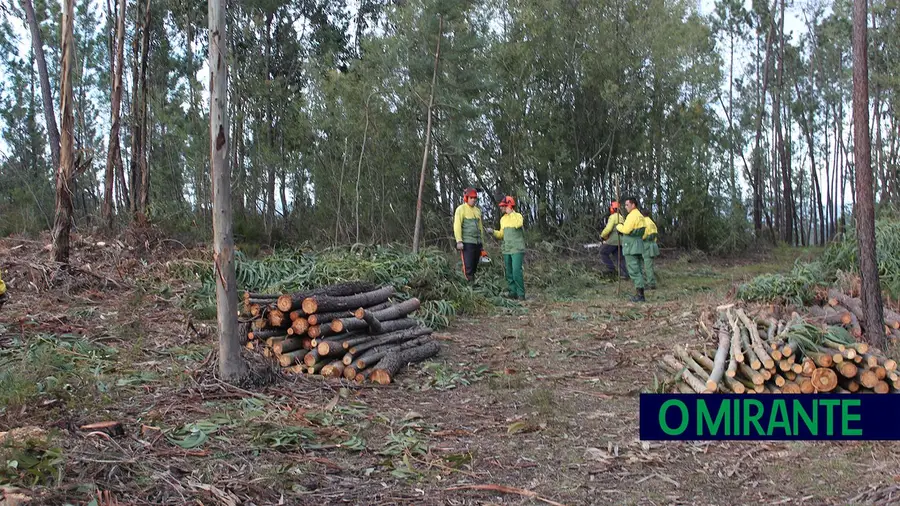 Preservação de espaços florestais e combate a incêndios é preocupação no Sardoal Preservação de espaços florestais e combate a incêndios é preocupação no Sardoal