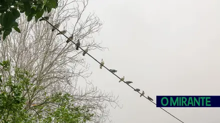 Observação de aves em Tomar aberta à comunidade
