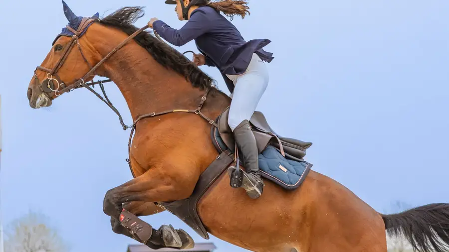 Terceira edição das Jornadas Equestres da Juventude na Golegã