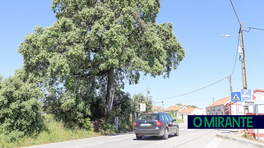 Mais de uma centena de árvores abatidas junto à EN 362 entre Santarém e Valverde