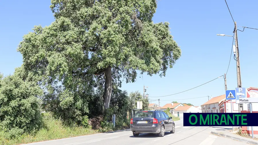 Mais de uma centena de árvores abatidas junto à EN 362 entre Santarém e Valverde Mais de uma centena de árvores abatidas junto à EN 362 entre Santarém e Valverde