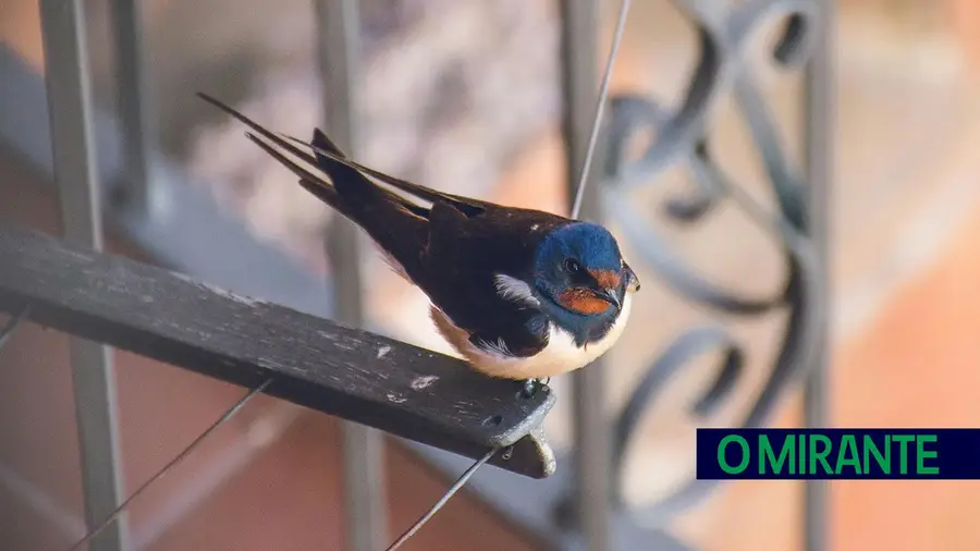 Há cada vez menos andorinhas e aves migradoras em Portugal