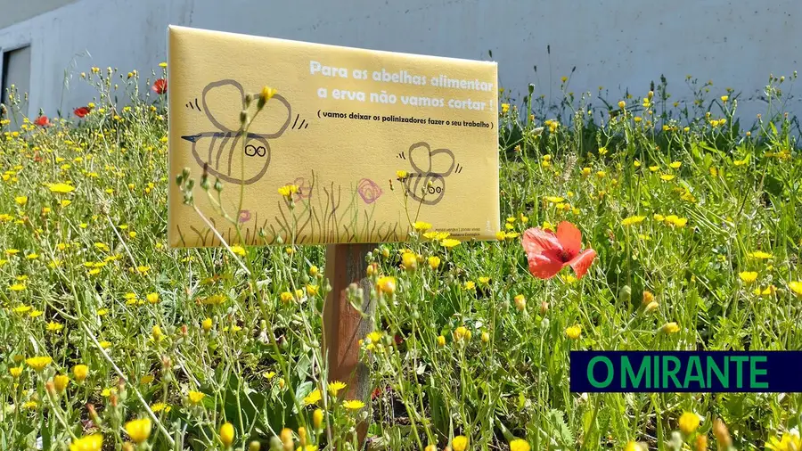 Zona ribeirinha de Benavente acolhe projecto para proteger abelhas Zona ribeirinha de Benavente acolhe projecto para proteger abelhas