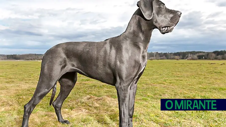 Carolina Oliveira terá morrido após ataque de cães em Samora Carolina Oliveira terá morrido após ataque de cães em Samora