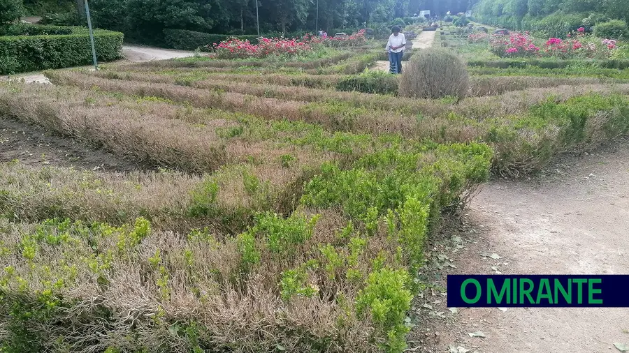 Estado da Mata dos Sete Montes em Tomar continua a gerar críticas Estado da Mata dos Sete Montes em Tomar continua a gerar críticas