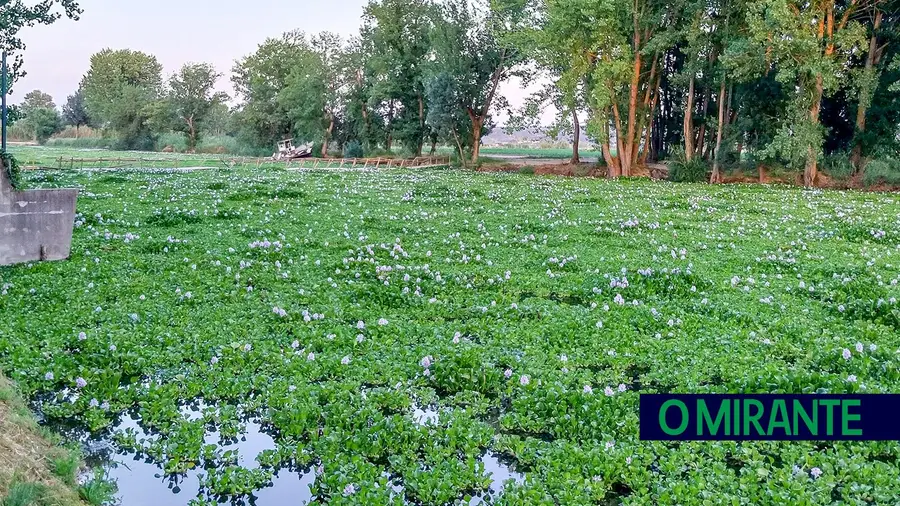 Não é um campo verde a florir é uma alverca da Golegã conquistada por jacintos