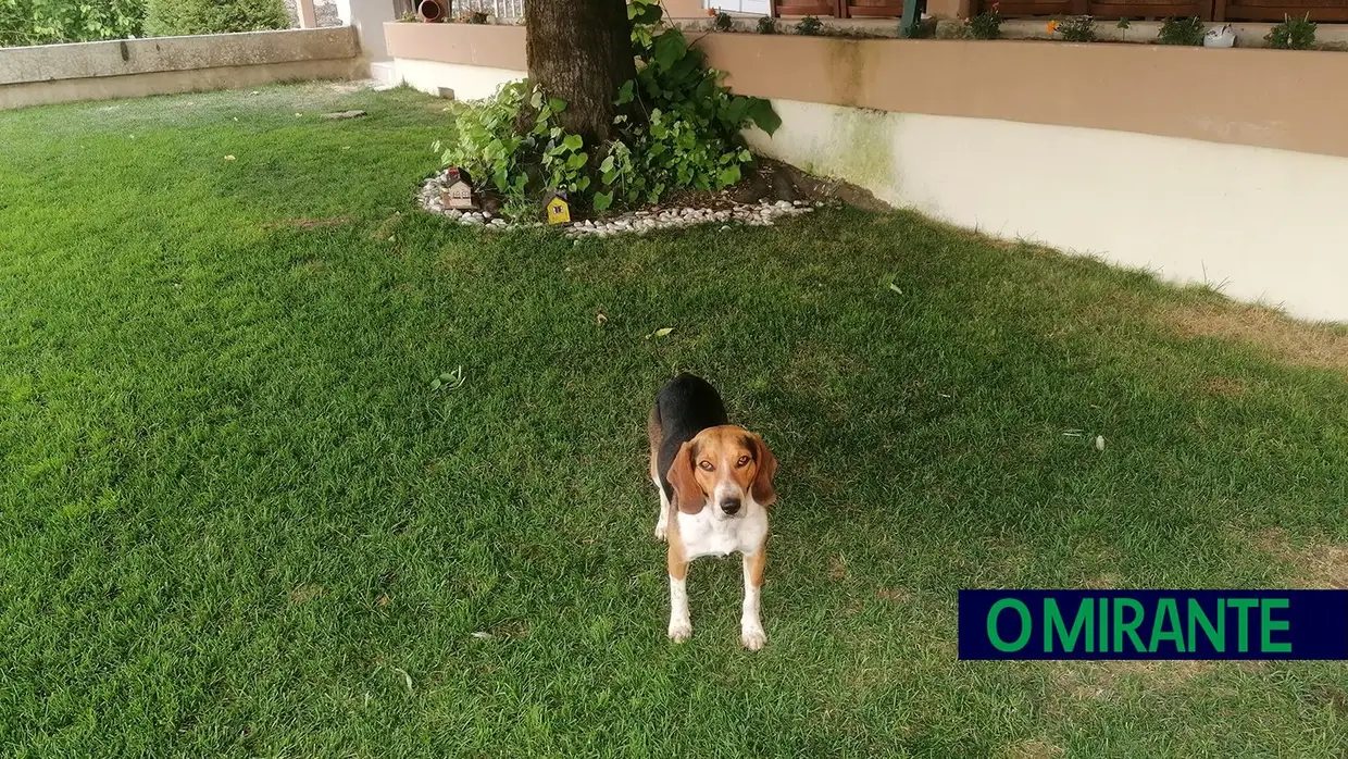 Feridos da guerra na Ucrânia já começaram a chegar a Ourém