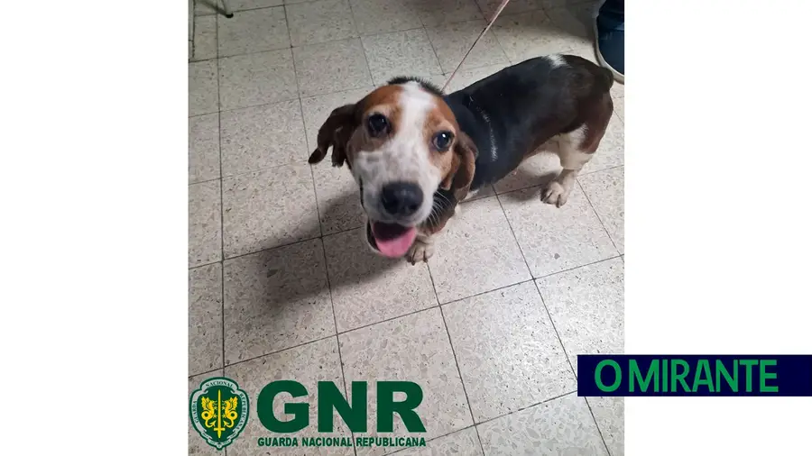 GNR de Tomar recupera cão desaparecido há mais de um ano GNR de Tomar recupera cão desaparecido há mais de um ano