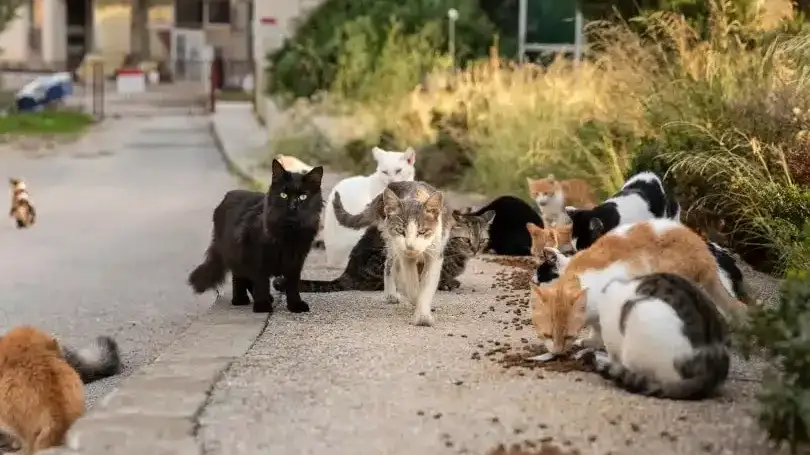 Cuidadores de gatos de rua vão receber ração da Câmara em Vila Franca de Xira Cuidadores de gatos de rua vão receber ração da Câmara em Vila Franca de Xira