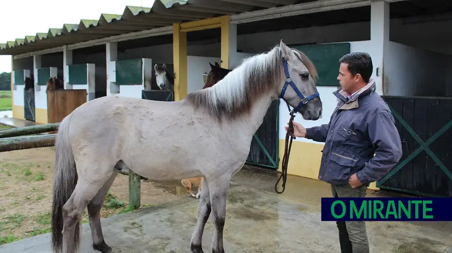 Cavalo do Sorraia inspira festival multifacetado em Alpiarça Cavalo do Sorraia inspira festival multifacetado em Alpiarça