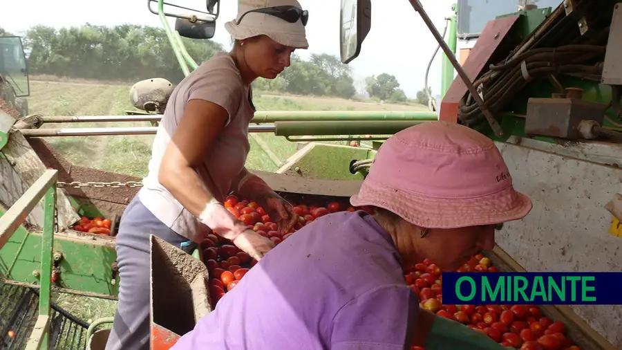 Campanha do tomate começa com frutos danificados e dificuldades de recrutamento