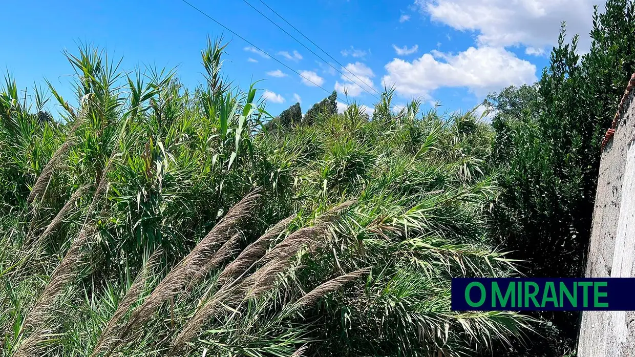 Terrenos por limpar põem em risco habitações em Santarém