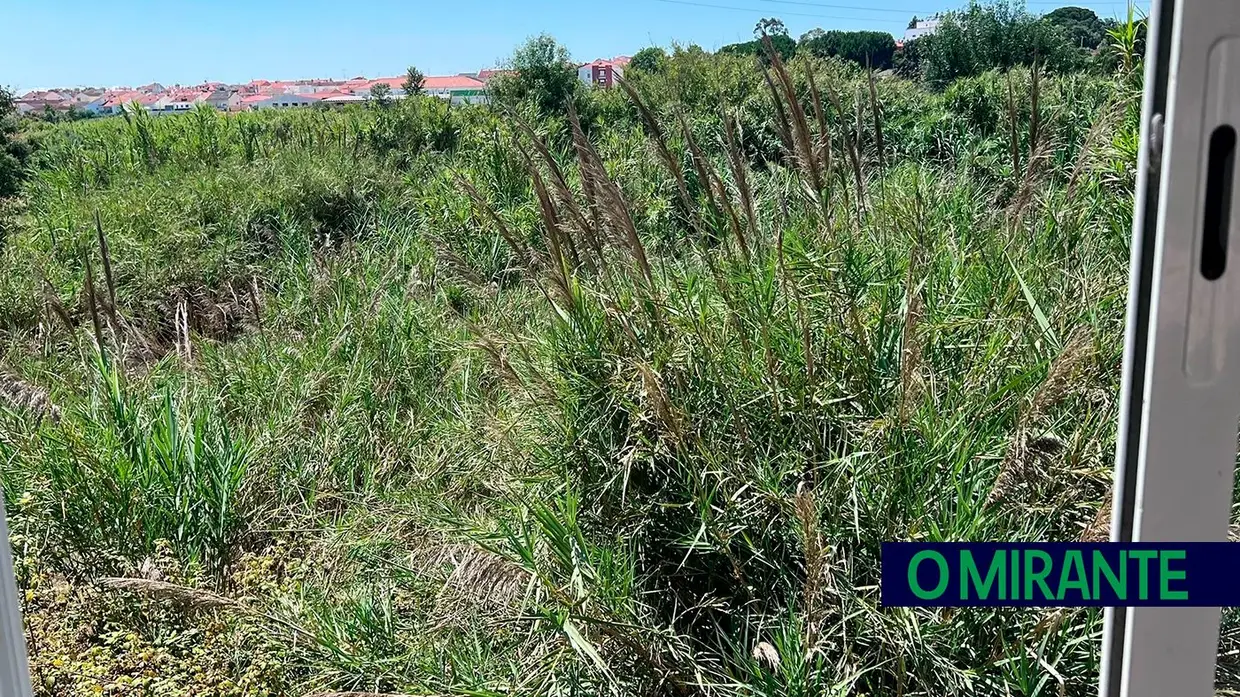 Terrenos por limpar põem em risco habitações em Santarém