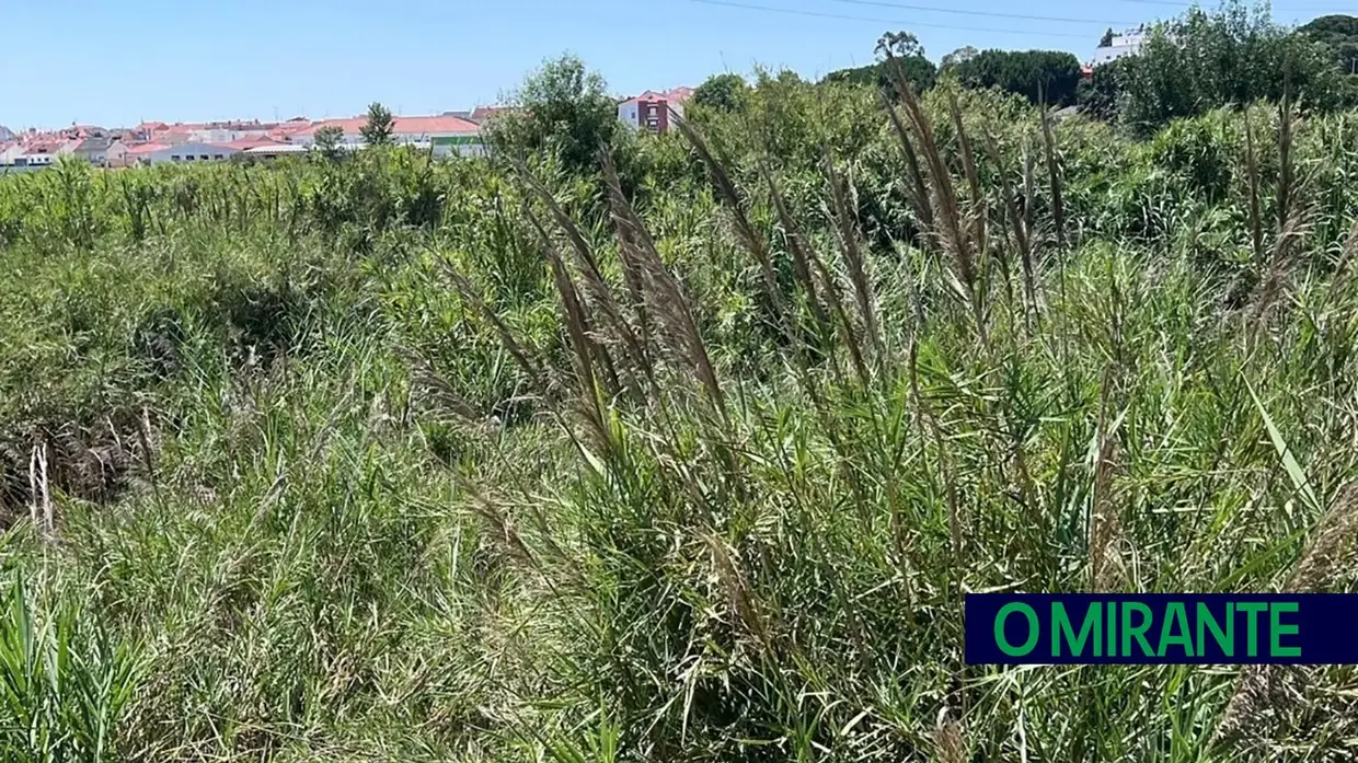 Terrenos por limpar põem em risco habitações em Santarém