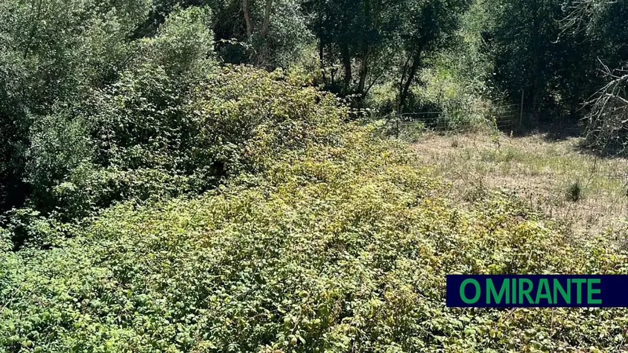 Terrenos por limpar põem em risco habitações em Santarém