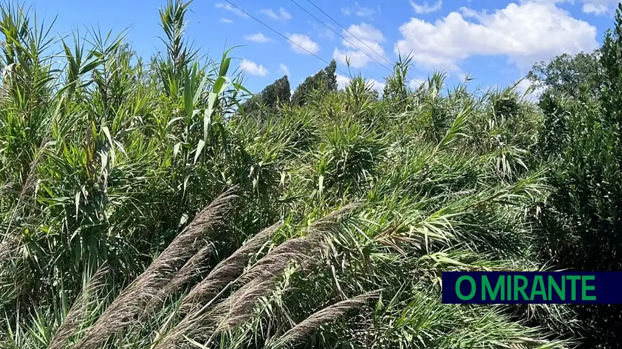 Terrenos por limpar põem em risco habitações em Santarém