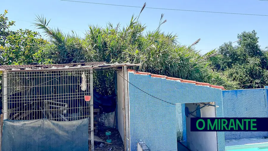Terrenos por limpar põem em risco habitações em Santarém Terrenos por limpar põem em risco habitações em Santarém