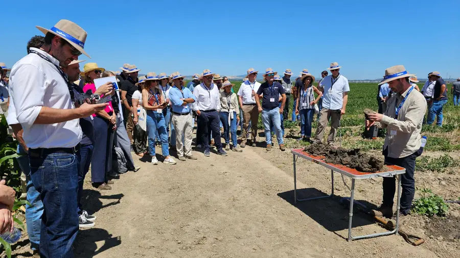 Projeto TomAC mostra potencial da Agricultura de Conservação na cultura do tomate