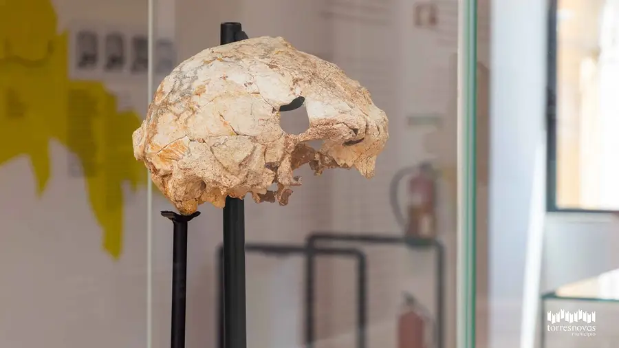 Crânio humano com 400 mil anos é peça central do novo espaço museológico de Torres Novas Crânio humano com 400 mil anos é peça central do novo espaço museológico de Torres Novas
