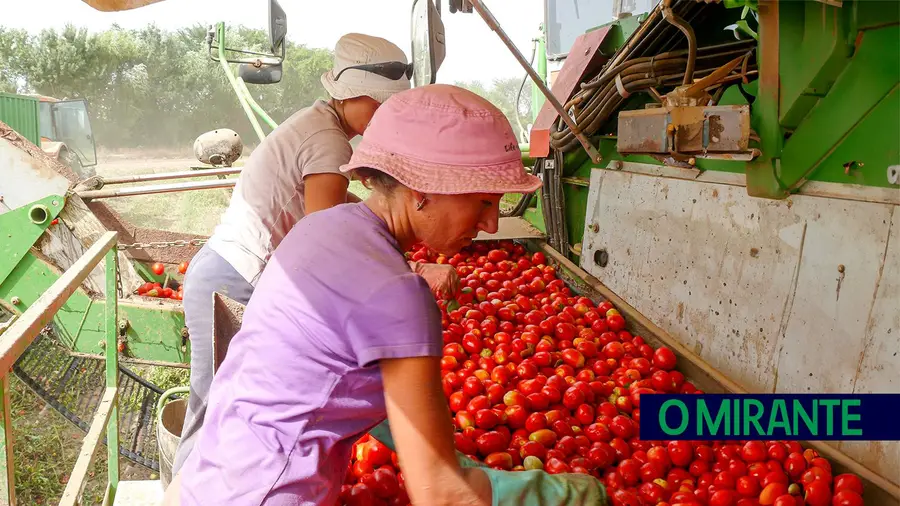 Campanha do tomate começa afectada pelo clima e com dificuldades de recrutamento Campanha do tomate começa afectada pelo clima e com dificuldades de recrutamento