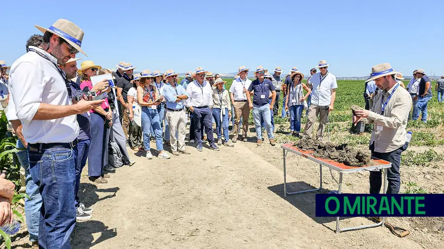 Projeto TomAC mostra potencial da Agricultura de Conservação na cultura do tomate