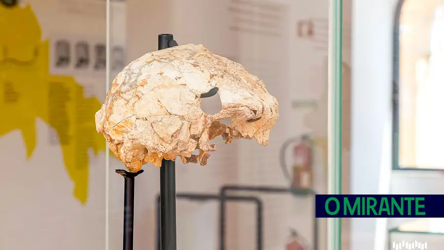 Crânio humano com 400 mil anos é peça central do novo museu de Torres Novas Crânio humano com 400 mil anos é peça central do novo museu de Torres Novas