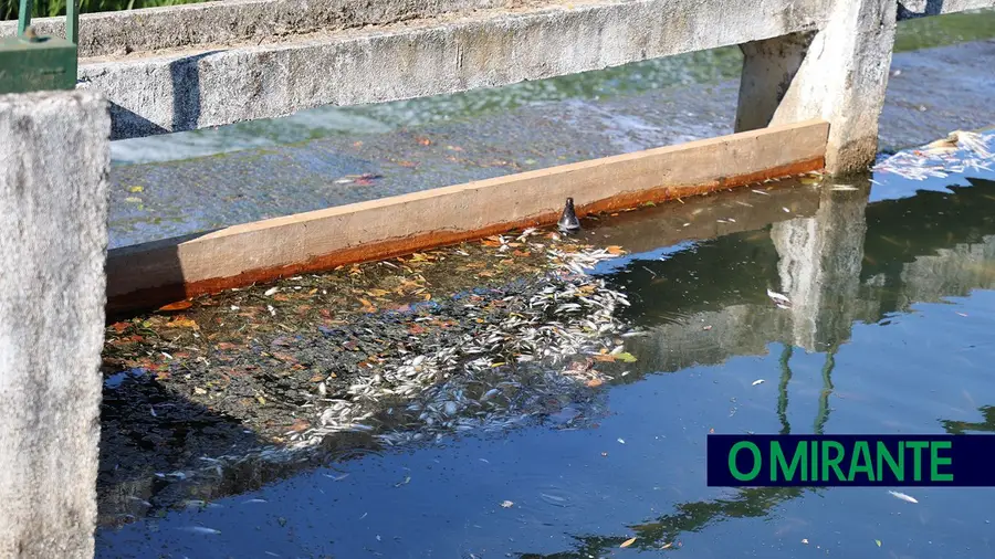 Descarga poluente no rio Almonda em Torres Novas mata centenas de peixes Descarga poluente no rio Almonda em Torres Novas mata centenas de peixes