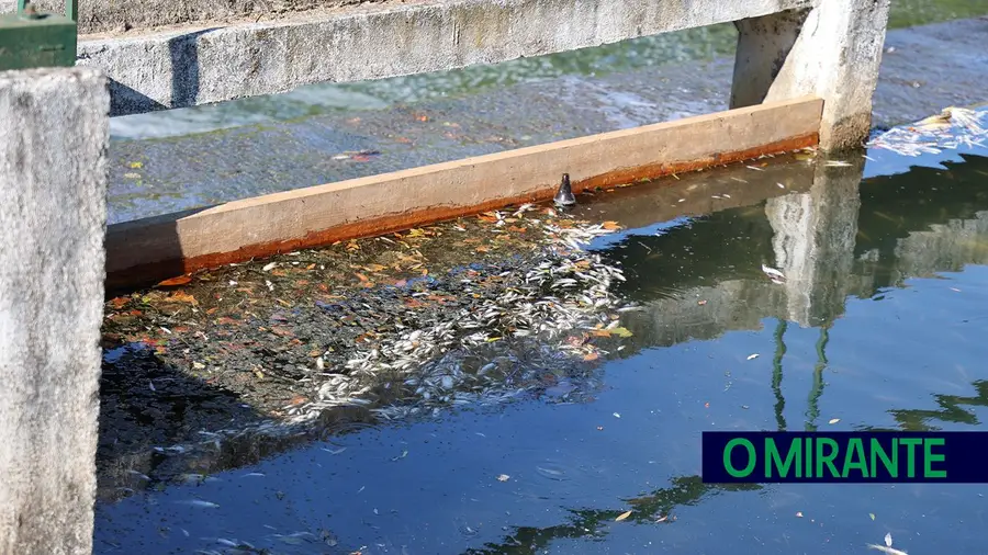 Pesca e actividades lúdicas no Almonda continuam interditas por causa de poluição Pesca e actividades lúdicas no Almonda continuam interditas por causa de poluição