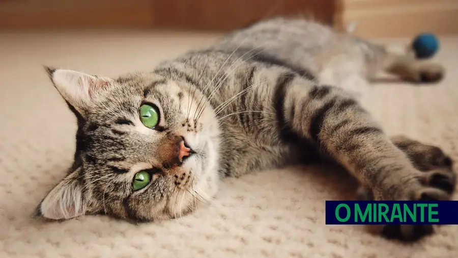 Centro de Recolha de animais de Vila Franca de Xira abre as portas ao público Centro de Recolha de animais de Vila Franca de Xira abre as portas ao público