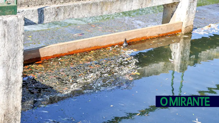 Uma tonelada de peixe removida do Almonda depois de episódio de poluição Uma tonelada de peixe removida do Almonda depois de episódio de poluição