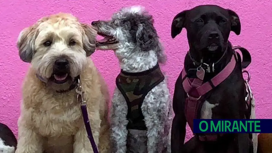 Campanha de esterilização em Almeirim para diminuir animais errantes Campanha de esterilização em Almeirim para diminuir animais errantes