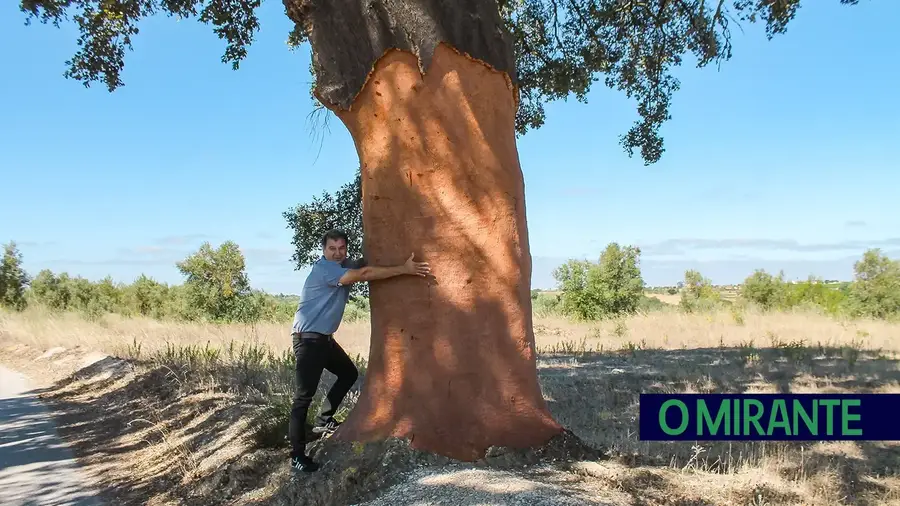 Santarém é o distrito mais afectado por roubos de cortiça