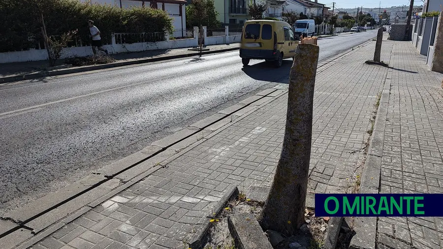 Corte de árvores em Arruda dos Vinhos gera queixas da comunidade