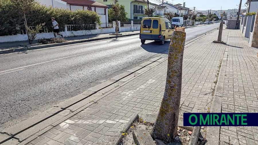 Corte de árvores em Arruda gera queixas da comunidade