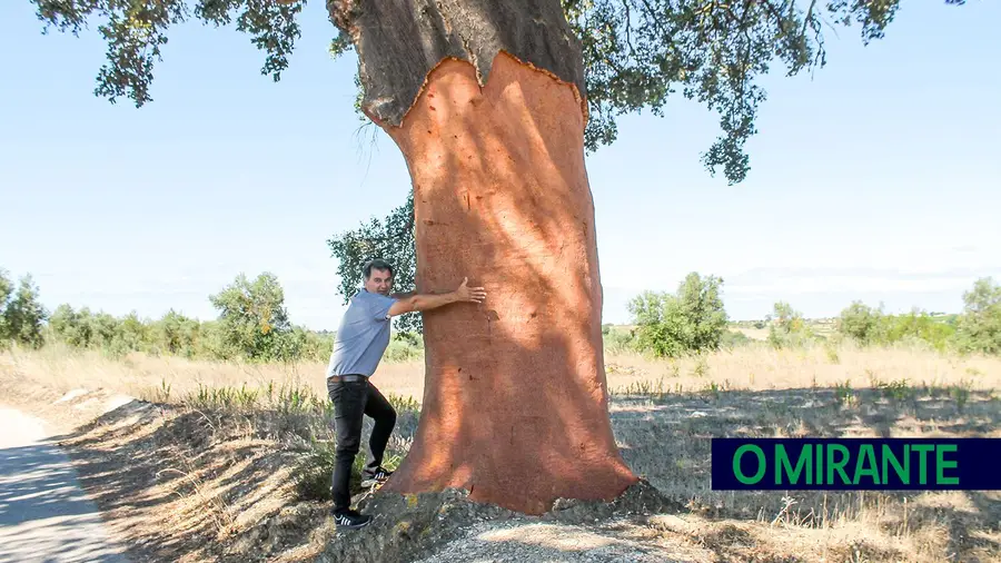 Santarém é o distrito mais atingido por furtos de cortiça e de cobre Santarém é o distrito mais atingido por furtos de cortiça e de cobre
