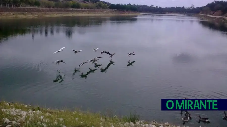 Peixes mortos na Barragem dos Patudos em Alpiarça