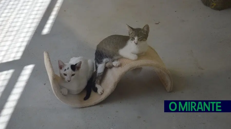 Mais de uma dezena e meia de gatos chacinados no CRO de Vila Franca de Xira Mais de uma dezena e meia de gatos chacinados no CRO de Vila Franca de Xira