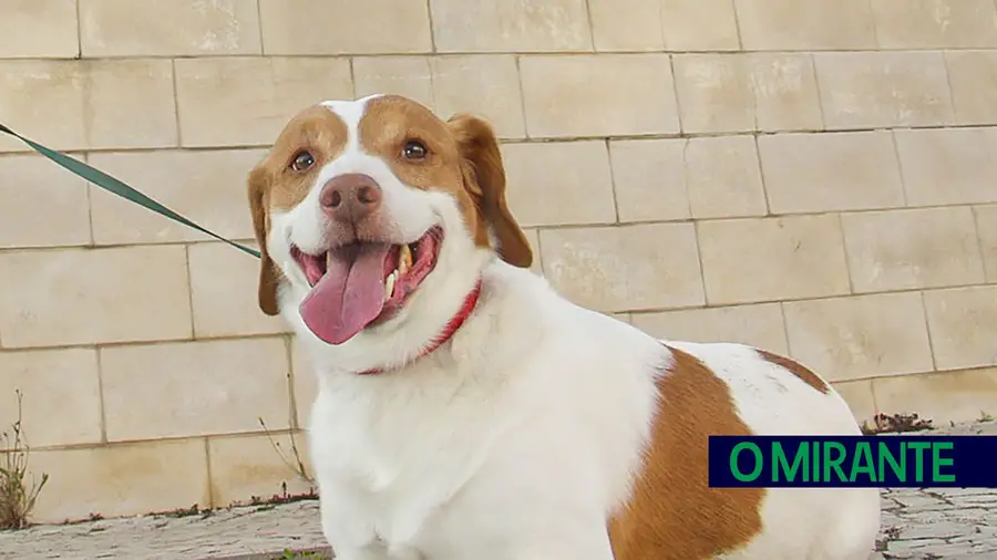 Para dar o melhor aos animais de companhia é essencial conhecer os serviços que existem