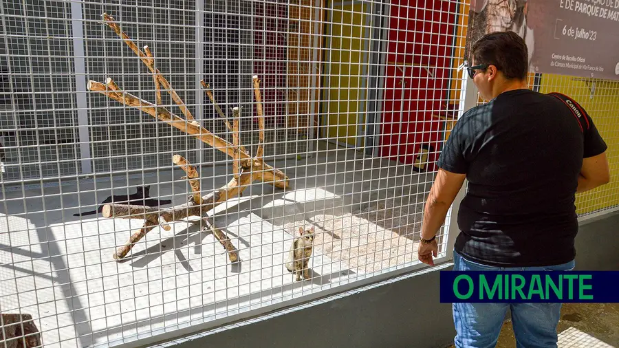 Dezasseis gatos chacinados no gatil de Vila Franca de Xira