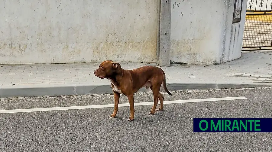 Ataque de cães no Biscainho causa morte de animal de estimação