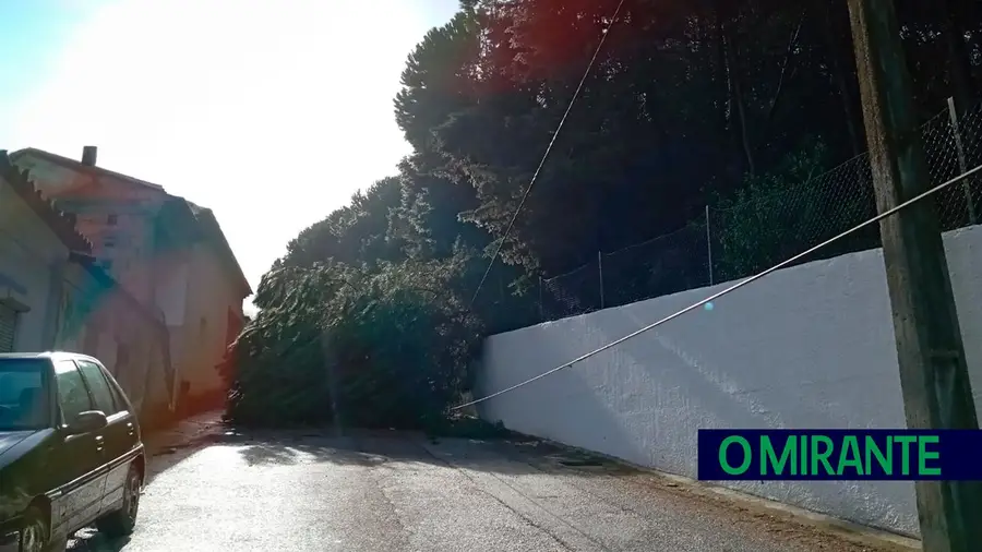 Queda de árvores na rua da Fontinha na Chamusca