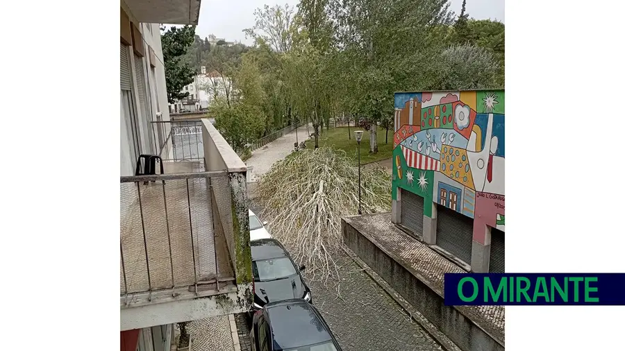 Queda de árvore na zona desportiva em Tomar