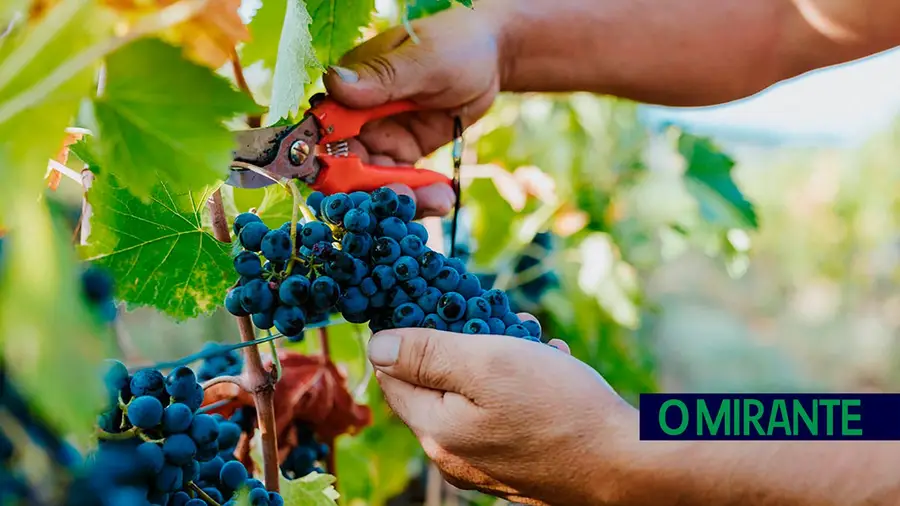Arruda dos Vinhos vai apresentar estudo sobre qualidade dos solos em festa da vinha e do vinho Arruda dos Vinhos vai apresentar estudo sobre qualidade dos solos em festa da vinha e do vinho