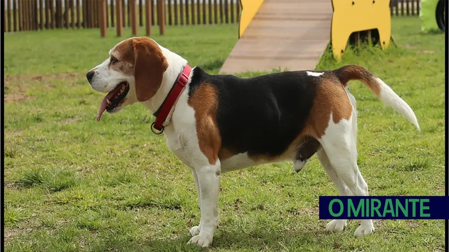 Tentam burlar donos de animais desaparecidos e último caso foi em Samora Correia Tentam burlar donos de animais desaparecidos e último caso foi em Samora Correia