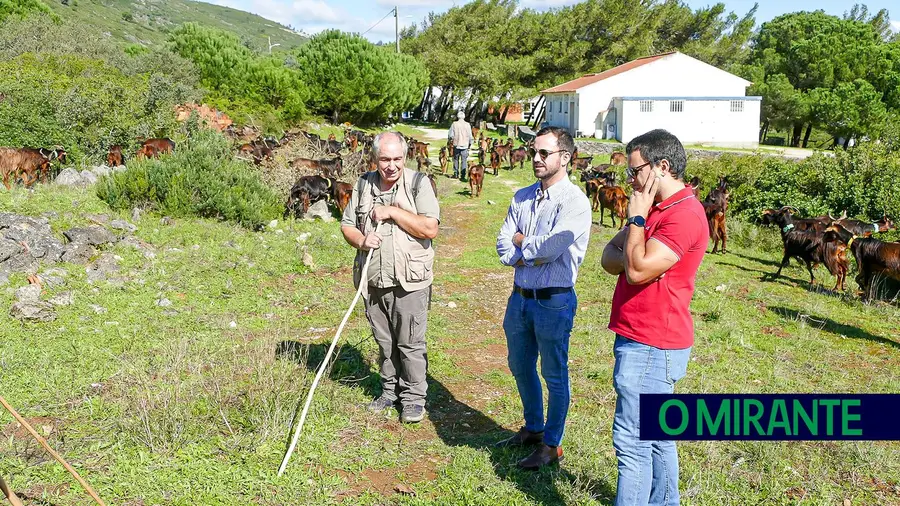 Rota de apadrinhamento de rebanho comunitário em Rio Maior