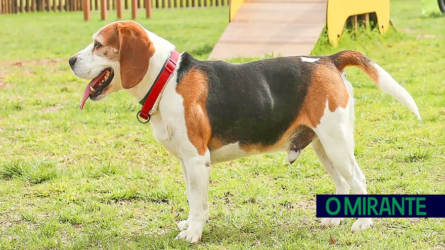 Um burlão que se diz veterinário foi referenciado num caso em Samora Correia Um burlão que se diz veterinário foi referenciado num caso em Samora Correia
