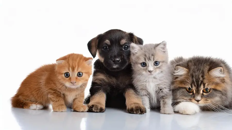 Nova campanha de esterilização de cães e gatos em Santarém