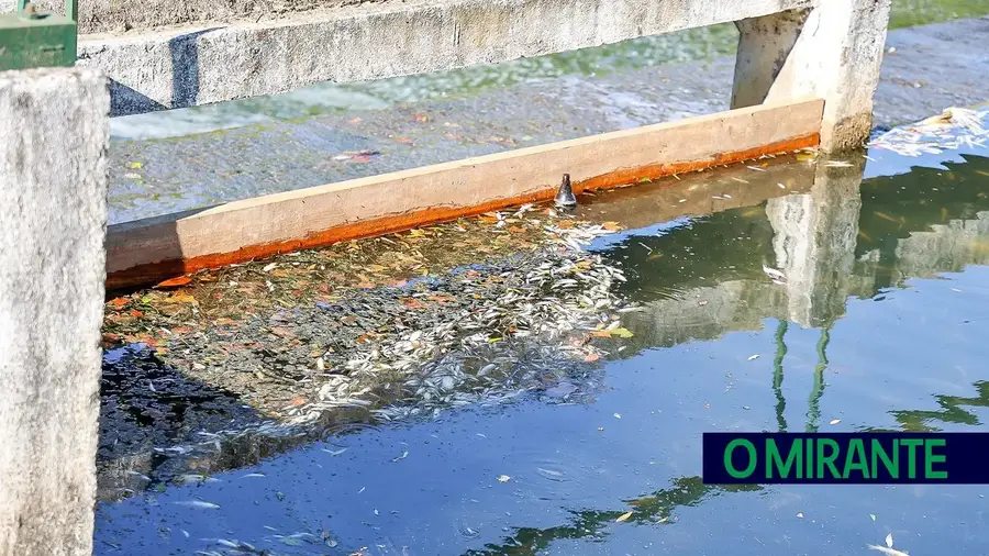 Análises não identificam culpados para a morte de milhares de peixes no rio Almonda